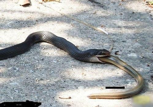 瓜蛇吃蛇吗,自然界中的捕食与反捕食奇观