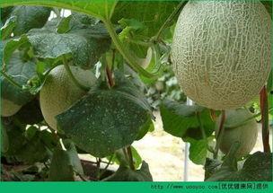 吃哈密瓜会被晒黑吗,揭秘水果与皮肤晒黑的关系