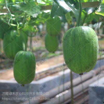 春秋时期吃瓜,瓜果飘香，品味古风美食