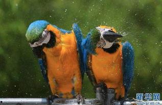 河里吃瓜动物图片,揭秘河里吃瓜动物的趣味生活