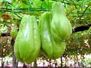 什么动物吃佛手瓜不吃瓜,为何它们只吃佛手瓜不吃瓜