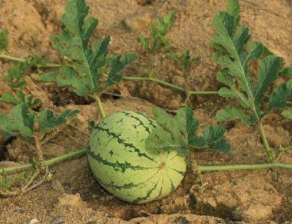 吃瓜多久可以吃桃,揭秘吃瓜与桃子的养生之道