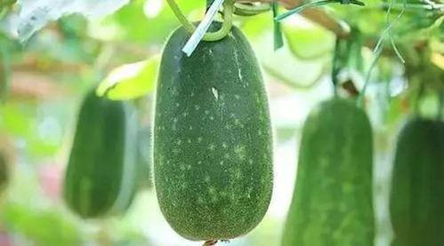 瓜种吃的好处,探索不同瓜类带来的健康益处