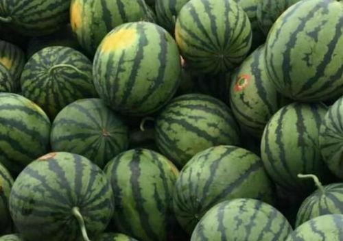 东升毛瓜怎么吃,解锁美味新体验