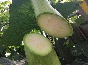 吃瓜吃大瓜后面咋说,揭秘娱乐圈幕后真相