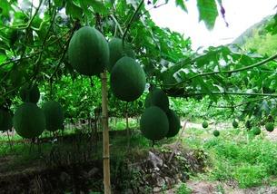 吃陷的吊瓜,吃陷吊瓜的独特风味之旅