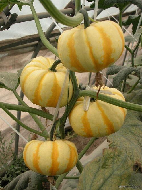 专吃兰瓜种子,专食者的独特美食之旅