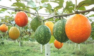 吃吊瓜腹泻,探究吃吊瓜引发腹泻的原因及预防措施