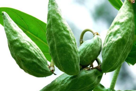 吃牛角瓜,探寻独特风味与营养价值的完美融合