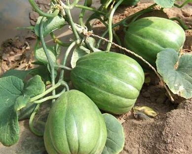 吃瓜吃到毒瓜怎么办啊视频,揭秘视频中的应对策略