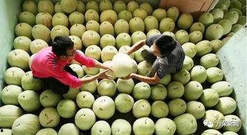 孕妇吃三白瓜,三白瓜助力母婴健康