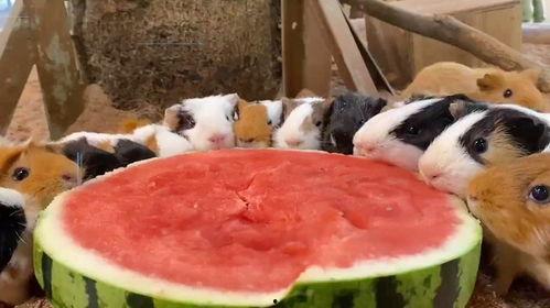 怪兽吃瓜不吃瓜下一句,揭秘吃瓜与不吃瓜之谜