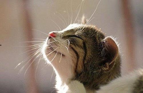 猫吃角瓜上海,上海角瓜的独特魅力