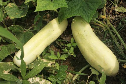 白皮佛瓜怎样吃,探索美味与营养的完美结合