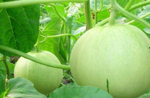 冬天吃的瓜是什么瓜,甜蜜瓜果大盘点——冬天吃的瓜